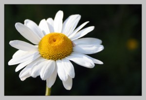 daisy2
