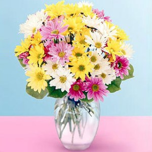 daisies