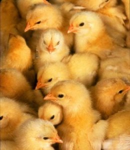 babychicks