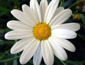 daisy2